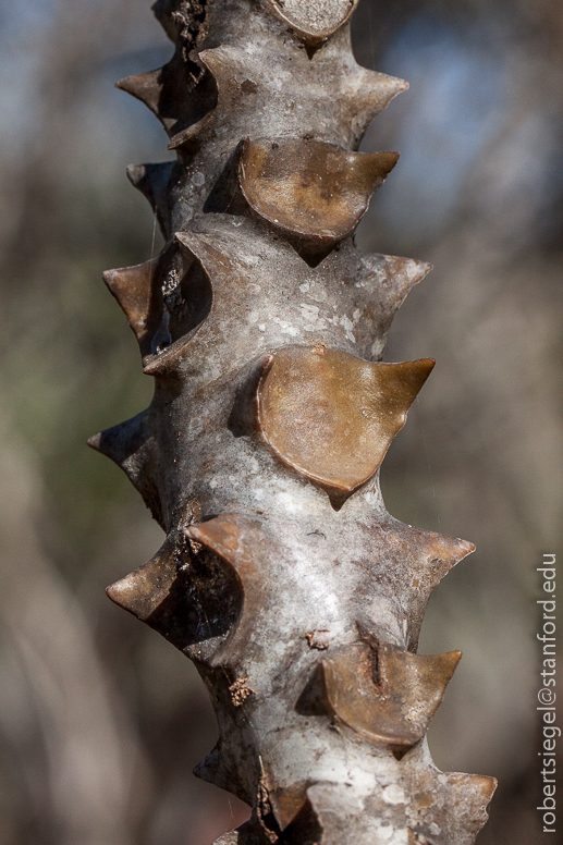 spiny forest